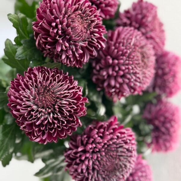 Хризантема Бигуди в сочном оттенке! - фото 2